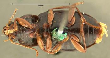 Media type: image;   Entomology 32982 Aspect: habitus ventral view